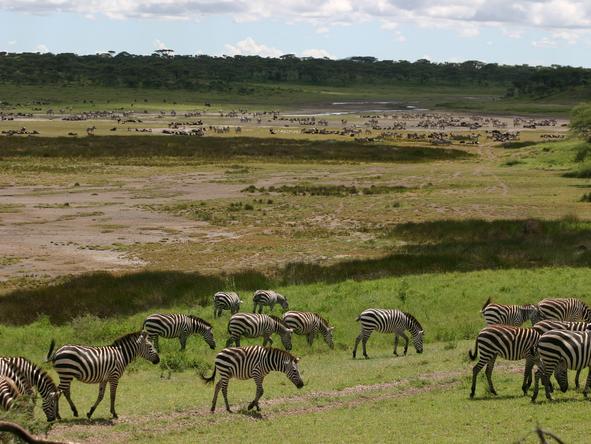 Ndutu Safari Lodge - Wildlife 